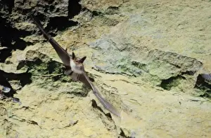 Greater mouse-eared bat flying out of a cave ( old iron mine) post breading season ( end of august) French jura, France