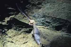 Greater mouse-eared bat flying out of a cave ( old iron mine) post breading season ( end of august) French jura, France