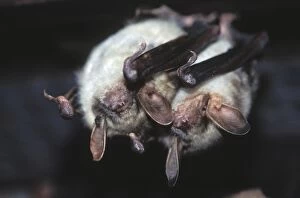 Greater mouse-eared bat - two, in the loft, December