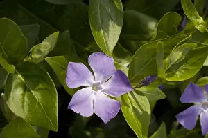 Introduced Prints: Greater periwinkle, Vinca major. Garden plant