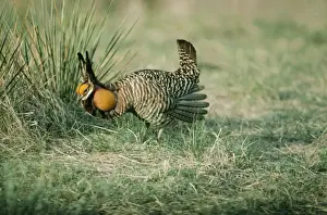Leks Prints: Greater Pinnated Grouse / Prairie Chicken
