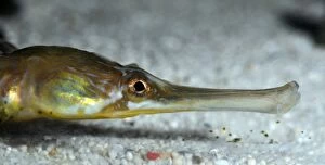 Greater Pipefish. coastal areas UK, eastern North