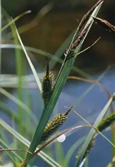 Sedge Prints: Greater Pond Sedge