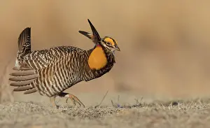 Dancing Prints: Greater prairie chicken, morning dance Date: 08-04-2020