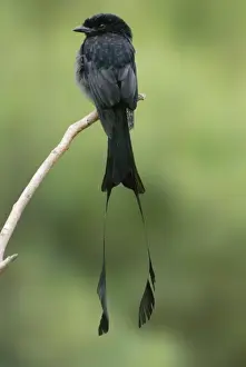 Greater Racket-tailed Drongo