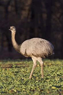 Images Dated 15th January 2012: Greater Rhea female