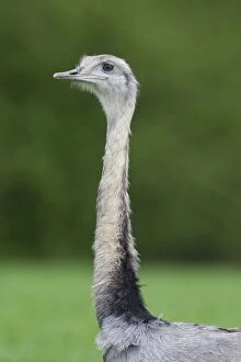 Images Dated 4th May 2014: Greater Rhea male