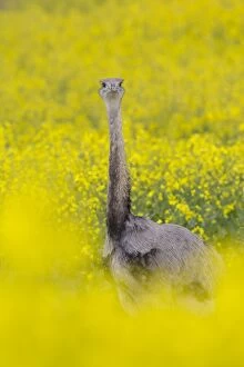 Images Dated 4th May 2014: Greater Rhea male in flowering rape field