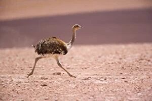 Images Dated 30th January 2010: Greater Rhea - running