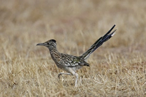 Images Dated 25th February 2007: Greater Roadrunner