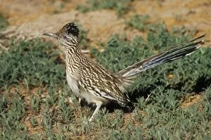 Images Dated 17th December 2004: Greater Roadrunner Bosque del Apache, National Wildlife Refuge, New Mexico