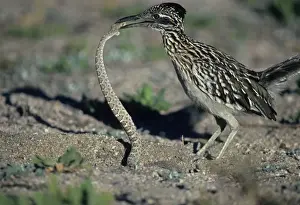 Catching Prints: Greater Roadrunner - Catching rattlesnake Arizona