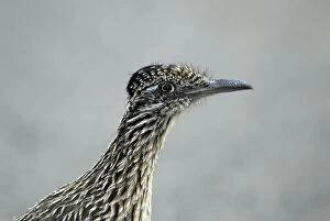 Greater Roadrunner - close up of head