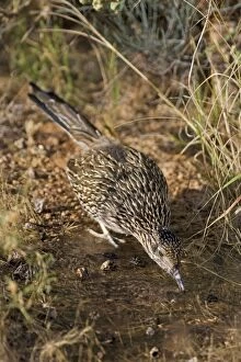Images Dated 25th November 2007: Greater Roadrunner - Drinking at pond - Large-crested-terrestrial bird of arid Southwest - Common