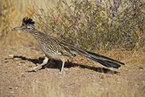 Images Dated 12th November 2007: Greater Roadrunner - Eating with food in beak - Large-crested-terrestrial bird of arid Southwest