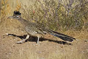 Roadrunner Prints: Greater Roadrunner - Eating with food in beak - Large-crested-terrestrial bird of arid Southwest - Common in scrub