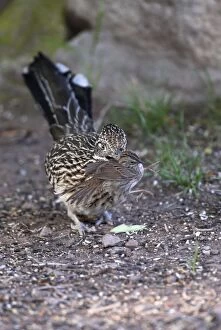 Greater Roadrunner - With freshly caught sparrow species