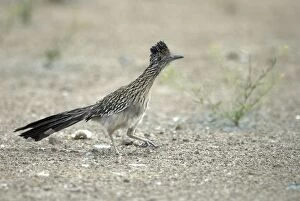 Greater Roadrunner - On ground with foot raised