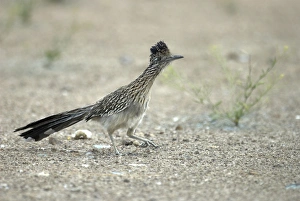 Images Dated 29th April 2007: Greater Roadrunner On ground with foot raised Waste ground, Tucson, Arizona