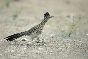 Roadrunner Prints: Greater Roadrunner On ground with foot raised Waste ground, Tucson, Arizona