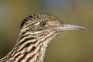 Images Dated 6th December 2007: Greater Roadrunner - head shot - Large-crested-terrestrial bird of arid Southwest - Common in