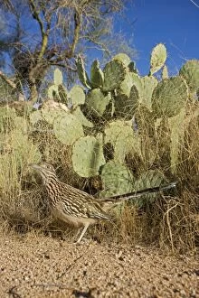 Images Dated 6th December 2007: Greater Roadrunner - Large-crested-terrestrial bird of arid Southwest - Common in scrub desert