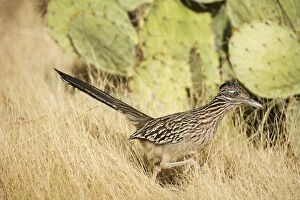 Images Dated 9th November 2007: Greater Roadrunner - Large-crested-terrestrial bird of arid Southwest - Common in scrub desert