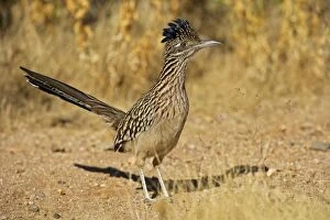 Images Dated 9th November 2007: Greater Roadrunner - Large-crested-terrestrial bird of arid Southwest - Common in scrub desert