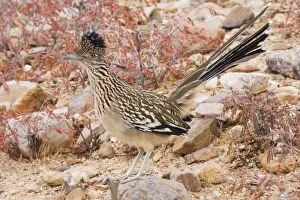 Images Dated 13th November 2007: Greater Roadrunner - Large-crested-terrestrial bird of arid Southwest - Common in scrub desert