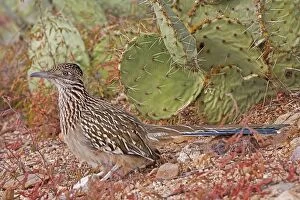 Images Dated 13th November 2007: Greater Roadrunner - Large-crested-terrestrial bird of arid Southwest - Common in scrub desert