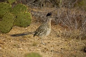 Images Dated 20th February 2008: Greater Roadrunner - Large-crested-terrestrial bird of arid Southwest - Common in scrub desert