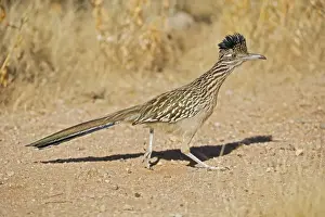 Greater Roadrunner - Large-crested-terrestrial bird of arid Southwest - Common in scrub desert and mesquite groves - Seldom flies -Eats lizards-snakes and insects Arizona USA