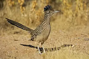 Greater Roadrunner - Large-crested-terrestrial bird of arid Southwest - Common in scrub desert and mesquite groves - Seldom flies -Eats lizards-snakes and insects Arizona USA