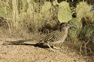 Greater Roadrunner - Large-crested-terrestrial bird of arid Southwest - Common in scrub desert and mesquite groves - Seldom flies -Eats lizards-snakes and insects Arizona USA