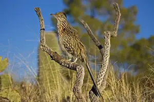 Greater Roadrunner - Large-crested-terrestrial bird of arid Southwest - Common in scrub desert and mesquite groves - Seldom flies -Eats lizards-snakes and insects Arizona USA