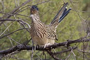 Images Dated 13th November 2007: Greater Roadrunner - Perched on branch - With crest raised - Large-crested-terrestrial bird of