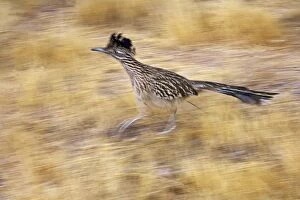 Images Dated 24th November 2007: Greater Roadrunner - Running - Large-crested-terrestrial bird of arid Southwest - Common in scrub