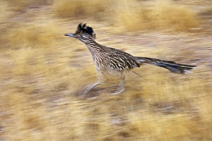 Images Dated 24th November 2007: Greater Roadrunner - Running - Large-crested-terrestrial bird of arid Southwest - Common in scrub