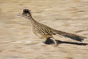 Greater Roadrunner - Running - Large-crested-terrestrial bird of arid Southwest - Common in scrub desert and mesquite groves - Seldom flies -Eats lizards-snakes and insects Arizona USA