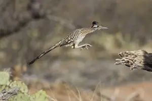 Roadrunner Prints: Greater Roadrunner. Southeastern Arizona in March. USA