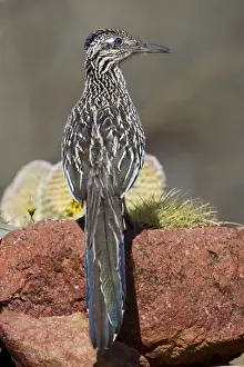 Roadrunner Prints: Greater Roadrunner - Southeastern Arizona - March - USA