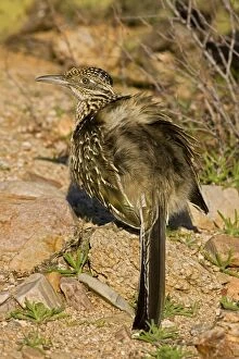 Images Dated 20th February 2008: Greater Roadrunner - sunbathing -Warming itself by erecting feathers to allow sun to strike