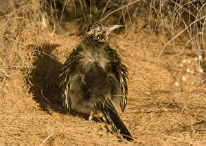 Images Dated 22nd December 2005: Greater Roadrunner - sunbathing in winter sunshine New Mexico, USA