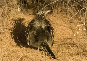 Roadrunner Prints: Greater Roadrunner - sunbathing in winter sunshine New Mexico, USA