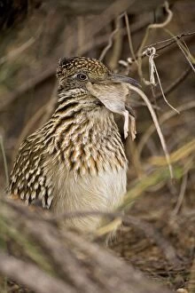 Greater Roadrunner - Swallowing a rodent