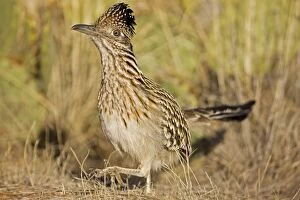 Images Dated 8th February 2008: Greater Roadrunner - walking - Large-crested-terrestrial bird of arid Southwest - Common in scrub