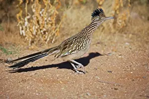 Roadrunner Prints: Greater Roadrunner - Walking - Large-crested-terrestrial bird of arid Southwest - Common in scrub desert