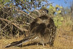 Images Dated 26th November 2007: Greater Roadrunner - warming itself by erecting feathers to allow sun to strike directly on black