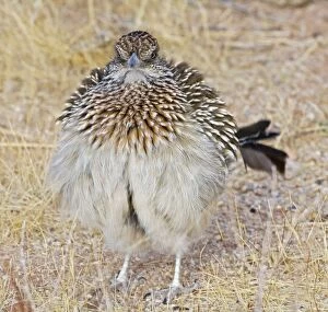 Images Dated 24th November 2007: Greater Roadrunner - warming itself by erecting feathers to allow sun to strike directly on black