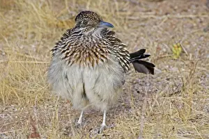 Greater Roadrunner - Warming itself by erecting feathers to allow sun to strike directly on black skin - Large-crested-terrestrial bird of arid Southwest - Common in scrub desert and mesquite groves - Seldom flies -Eats lizards-snakes